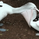 Pelican swallows other pelicans head