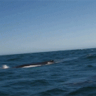 Whale blows rainbow out blowhole