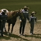 Line-dancing horse