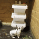 Bunny parkour