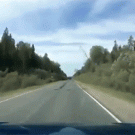 Falling tree breaks windshield