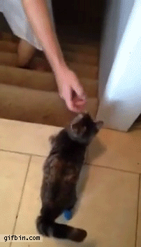 Amputee cat descends stairs on front legs