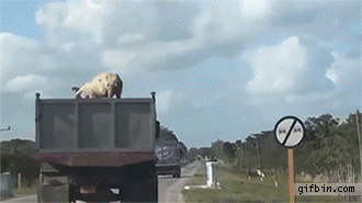 1403627286_pig_jumps_off_moving_truck.gi