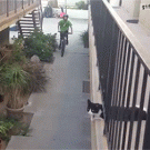 Cat high-fives kid on bike