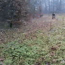 Running dog knocks down man