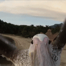 Pelican cam