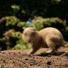 Prairie dog spins around