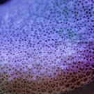 Blooming coral time-lapse