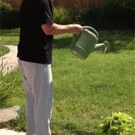 Watering the hummingird