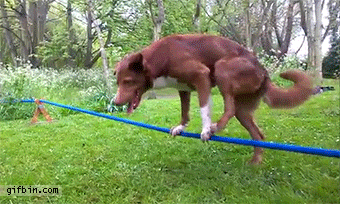 http://www.gifbin.com/bin/062015/1433522064_dog_does_handstand_on_a_rope.gif