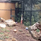 Snow leopard does a huge leap