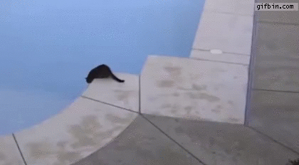 Cat pushes other cat into swimming pool
