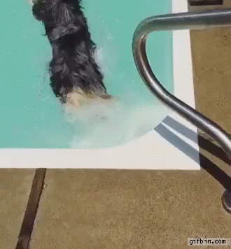 dog-jumps-on-swimming-dog.gif
