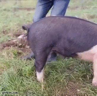 http://www.gifbin.com/bin/062016/how-to-straighten-a-pig-39-s-tail.gif