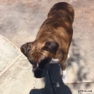 Boxer cant find treat