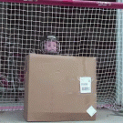 Kid hockey goalie