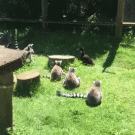 Lemurs attack duck with duckling