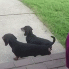 Wiener dog wheelbarrow