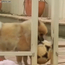 Doggie wants his ball