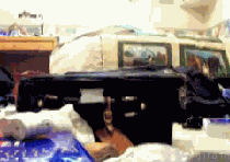 1247134135_cat_in_the_suitcase.gif