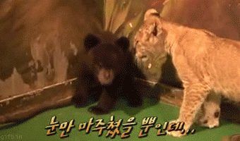 http://www.gifbin.com/bin/072009/1247482698_bear_cub_vs_lion_cub.gif