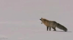 1248715399_arctic-fox-hunting.gif