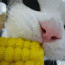 Cat corn om nom nom