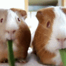 Guinea pigs double om nom nom