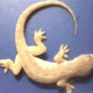 Lizard eaten by ants