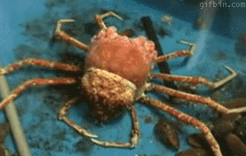 1278674844_spider-crab-molting-in-time-lapse.gif