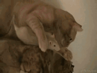 Cat vs. mouse