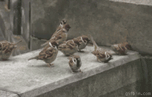 1280217840_sparrow-fight.gif