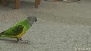 1280319878_parrot-is-playing-dead.gif