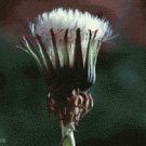 Opening dandelion