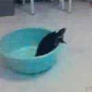 Tortoise vs. bowl