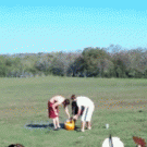 Premature pumpkin explosion