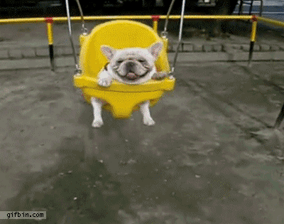 Bulldog in a  swing