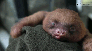 IMAGE(http://www.gifbin.com/bin/072011/1311246801_cute_baby_sloth_yawns.gif)