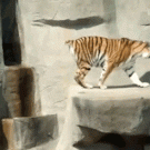 Bird startles tiger