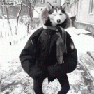 Dancing Husky