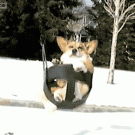 Corgi on a swing