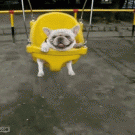 Bulldog in a swing