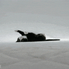 Cat under the sheets