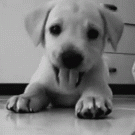 Cute puppy
