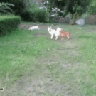 Dog jumps into hedge