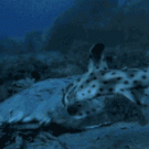 Big fish vs. small fish