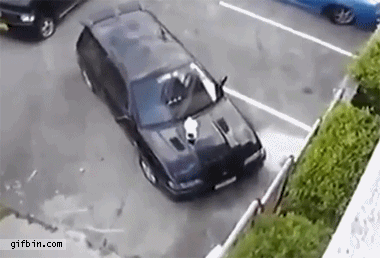 Cat gets removed from car's hood