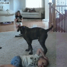 Puppy sits on kid's head