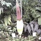 Titan Arum - world's largest flower blooming in time-lapse