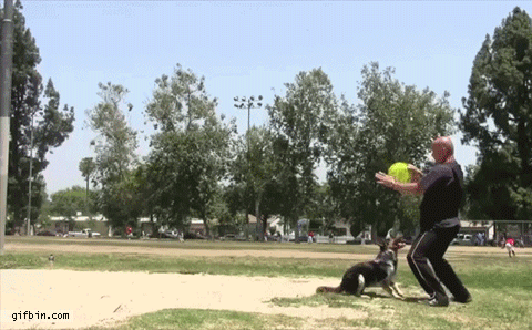 1377078506_border_collie_backflips_after_frisbee.gif